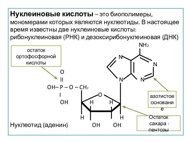 Нуклеиновые кислоты – это биополимеры, мономерами которых являются нуклеотиды. В настоящее