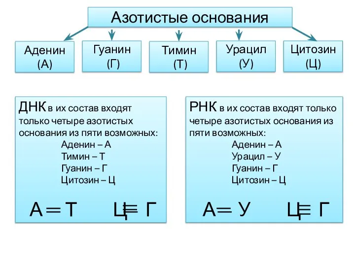 Азотистые основания Аденин (А) Гуанин (Г) Тимин (Т) Урацил (У) Цитозин