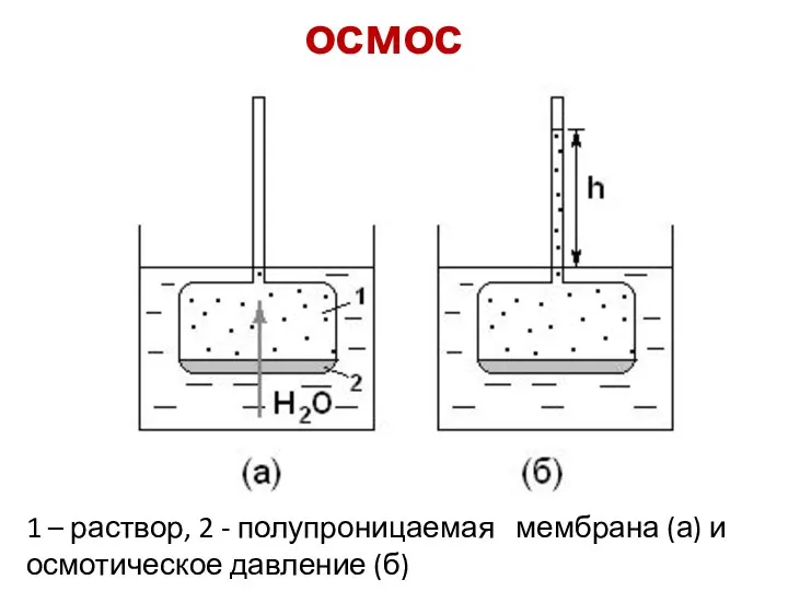 осмос 1 – раствор, 2 - полупроницаемая мембрана (а) и осмотическое давление (б)