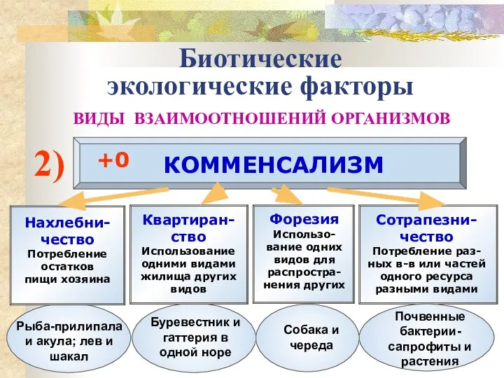 Биотические экологические факторы ВИДЫ ВЗАИМООТНОШЕНИЙ ОРГАНИЗМОВ 2) КОММЕНСАЛИЗМ +0 Нахлебни-чество Потребление