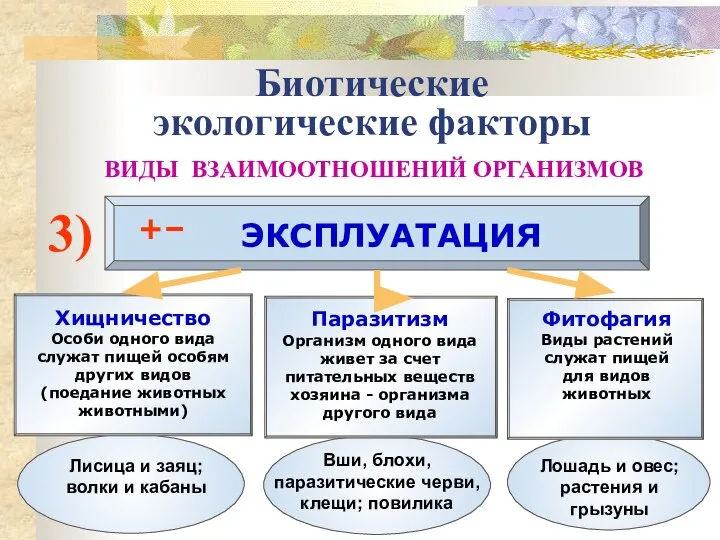 Биотические экологические факторы ВИДЫ ВЗАИМООТНОШЕНИЙ ОРГАНИЗМОВ 3) ЭКСПЛУАТАЦИЯ +– Хищничество Особи