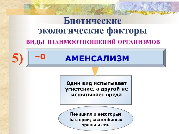 Биотические экологические факторы ВИДЫ ВЗАИМООТНОШЕНИЙ ОРГАНИЗМОВ 5) АМЕНСАЛИЗМ –0 Один вид