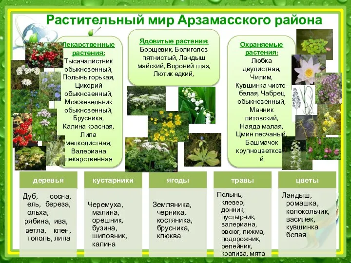 Растительный мир Арзамасского района Охраняемые растения: Любка двулистная, Чилим, Кувшинка чисто-белая,