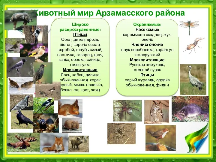 Животный мир Арзамасского района Широко распространенные: Птицы Орел, дятел, дрозд, щегол,