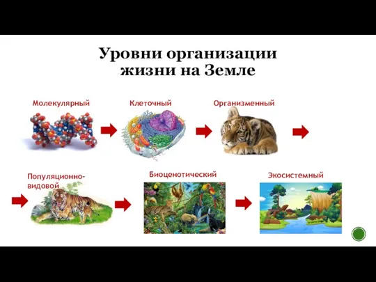 Уровни организации жизни на Земле Молекулярный Клеточный Организменный Популяционно-видовой Биоценотический Экосистемный