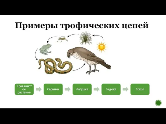 Примеры трофических цепей Травянистое растение Саранча Лягушка Гадюка Сокол