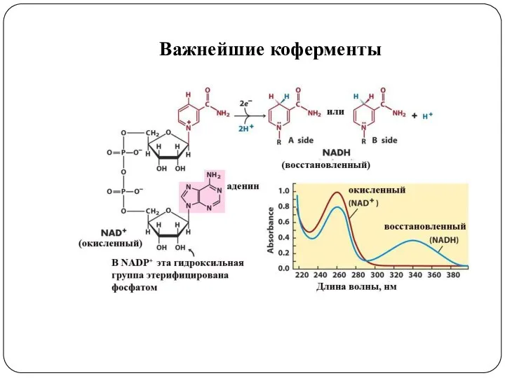 Важнейшие коферменты