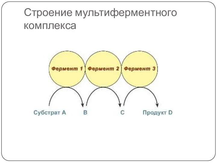 Строение мультиферментного комплекса