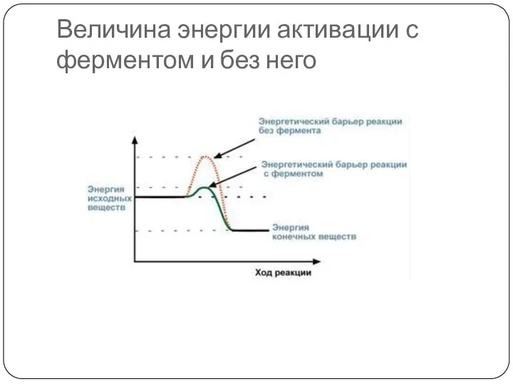 Величина энергии активации с ферментом и без него