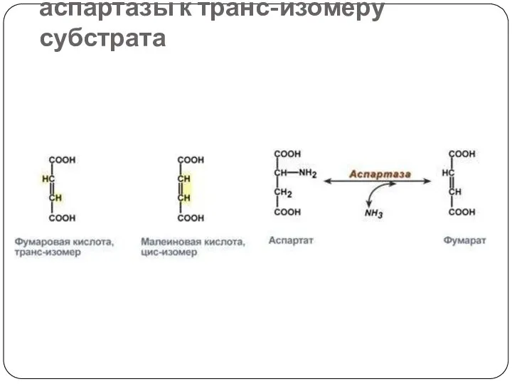 Стереоспецифичность аспартазы к транс-изомеру субстрата