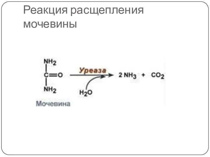 Реакция расщепления мочевины