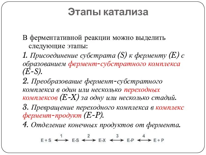 Этапы катализа В ферментативной реакции можно выделить следующие этапы: 1. Присоединение