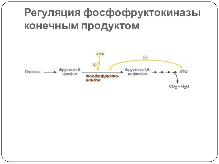 Регуляция фосфофруктокиназы конечным продуктом