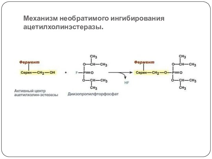 Механизм необратимого ингибирования ацетилхолинэстеразы.