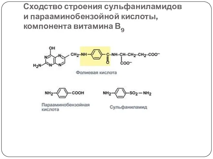 Сходство строения сульфаниламидов и парааминобензойной кислоты, компонента витамина В9