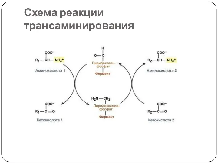 Схема реакции трансаминирования