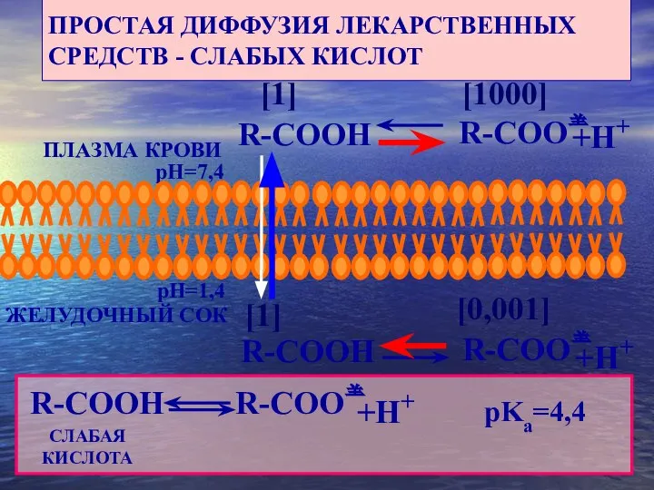 R-COO R-COO ЖЕЛУДОЧНЫЙ СОК ПЛАЗМА КРОВИ pH=7,4 pH=1,4 R-COOH +H+ [1000]