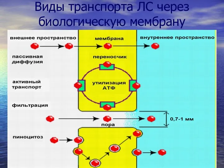 Виды транспорта ЛС через биологическую мембрану