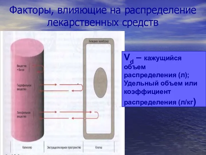 Факторы, влияющие на распределение лекарственных средств Vd – кажущийся объем распределения