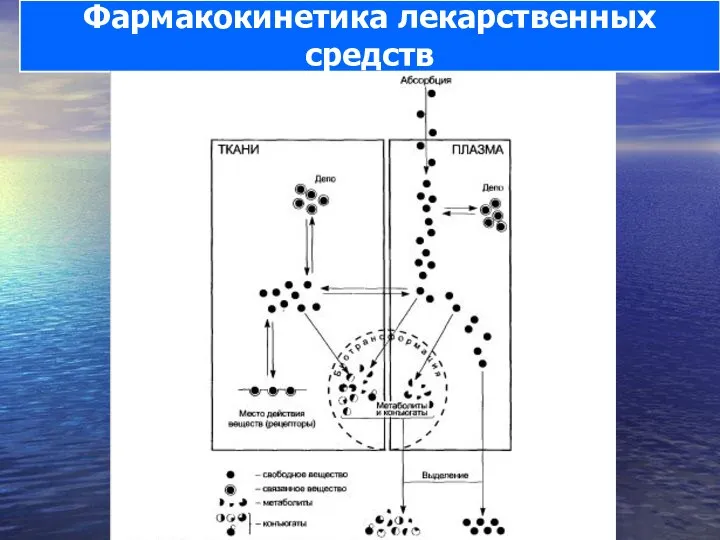 Фармакокинетика лекарственных средств