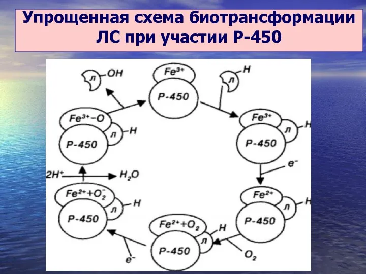 Упрощенная схема биотрансформации ЛС при участии Р-450