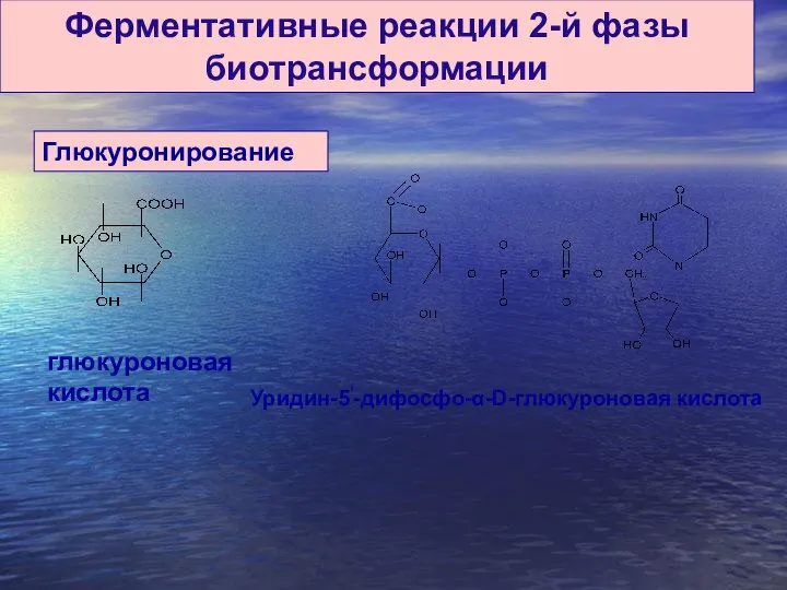 Ферментативные реакции 2-й фазы биотрансформации Глюкуронирование Уридин-5‘-дифосфо-α-D-глюкуроновая кислота глюкуроновая кислота