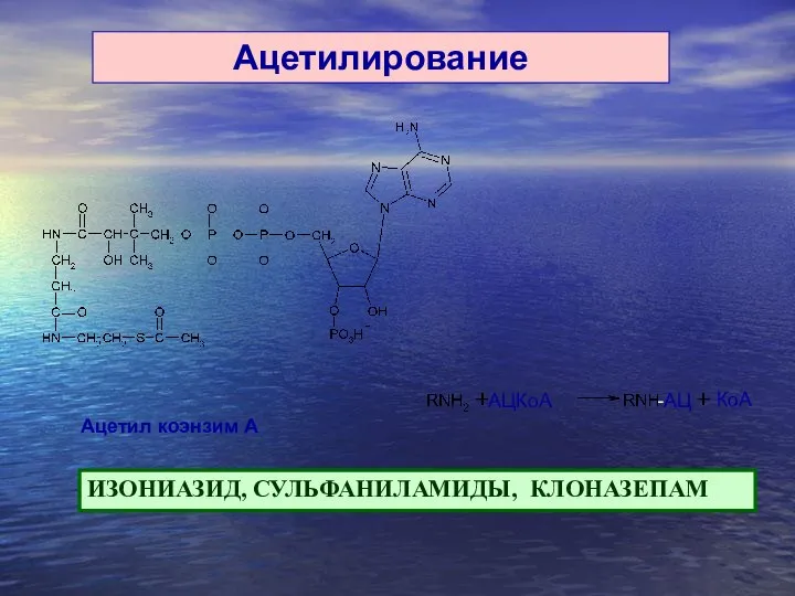 Ацетилирование Ацетил коэнзим А КоА ИЗОНИАЗИД, СУЛЬФАНИЛАМИДЫ, КЛОНАЗЕПАМ