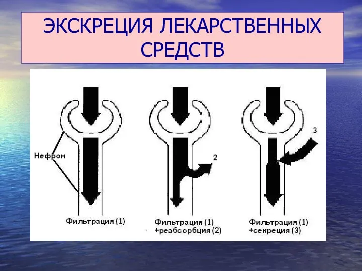 ЭКСКРЕЦИЯ ЛЕКАРСТВЕННЫХ СРЕДСТВ