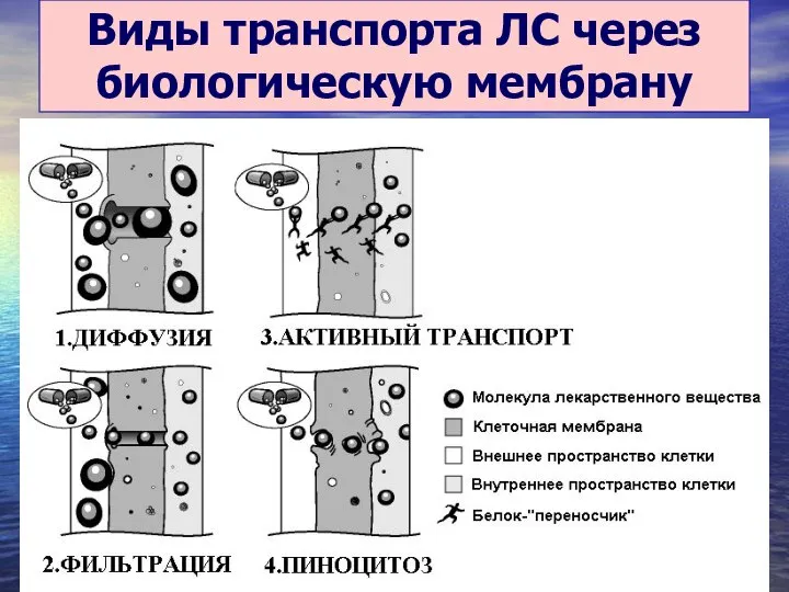 Виды транспорта ЛС через биологическую мембрану