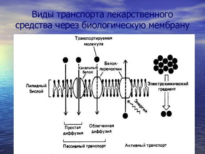 Виды транспорта лекарственного средства через биологическую мембрану