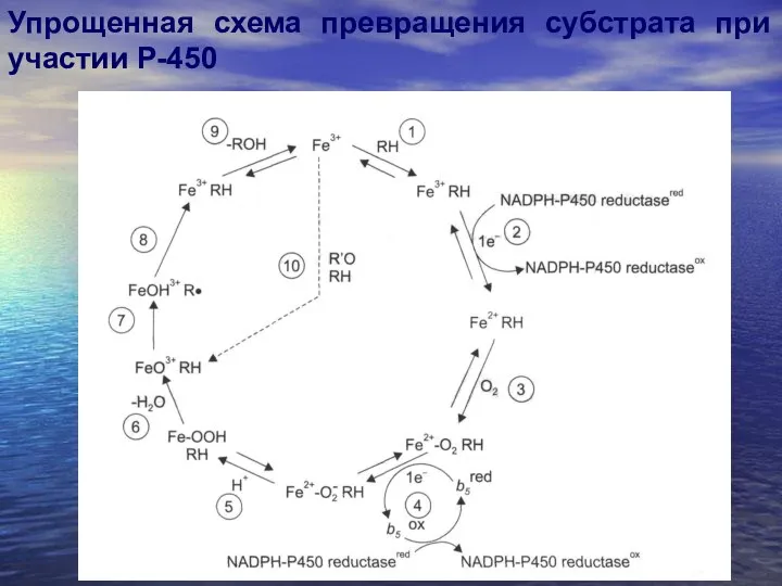 Упрощенная схема превращения субстрата при участии Р-450