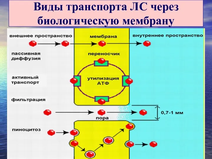 Виды транспорта ЛС через биологическую мембрану