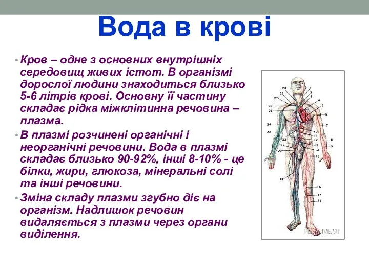 Вода в крові Кров – одне з основних внутрішніх середовищ живих