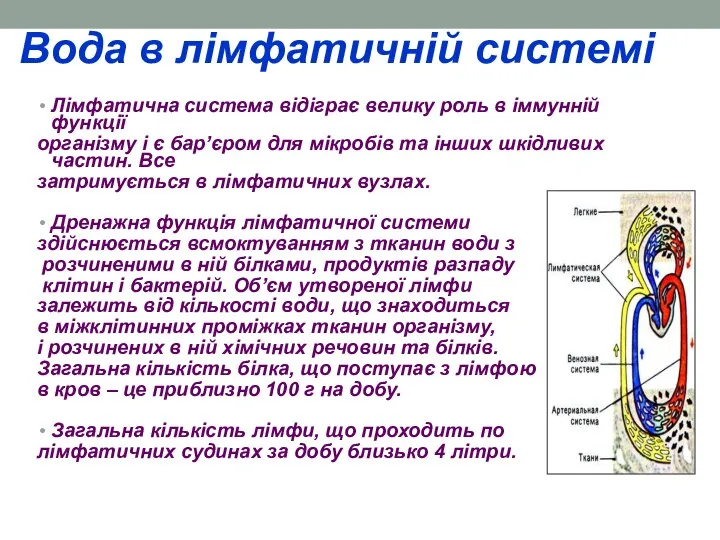 Вода в лімфатичній системі Лімфатична система відіграє велику роль в іммунній