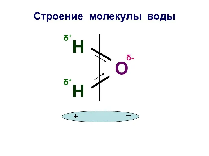 Строение молекулы воды О Н Н δ+ δ+ δ- + _