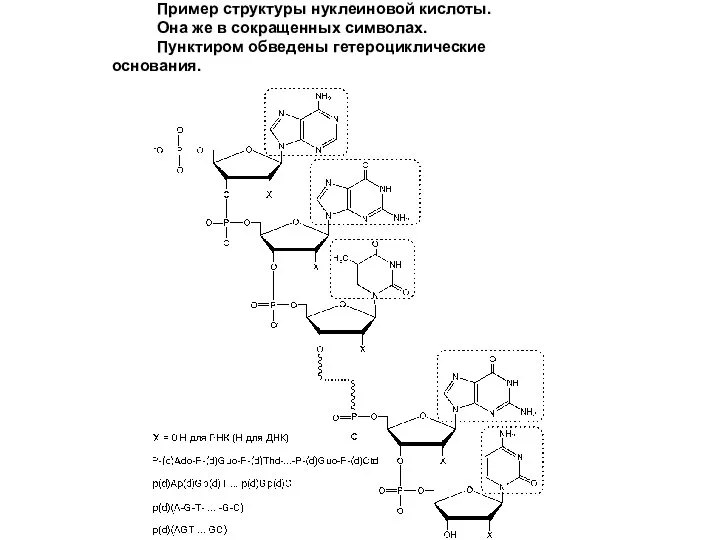 Пример структуры нуклеиновой кислоты. Она же в сокращенных символах. Пунктиром обведены гетероциклические основания.