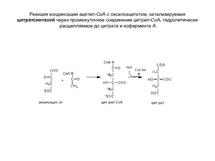 Реакция конденсации ацетил-СоА с оксалоацетатом, катализируемая цитратсинтазой через промежуточное соединение цитрил-СоА,