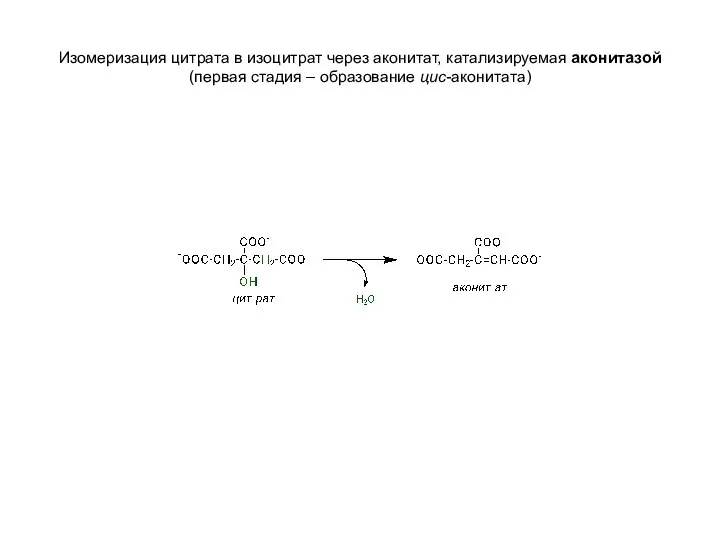 Изомеризация цитрата в изоцитрат через аконитат, катализируемая аконитазой (первая стадия – образование цис-аконитата)