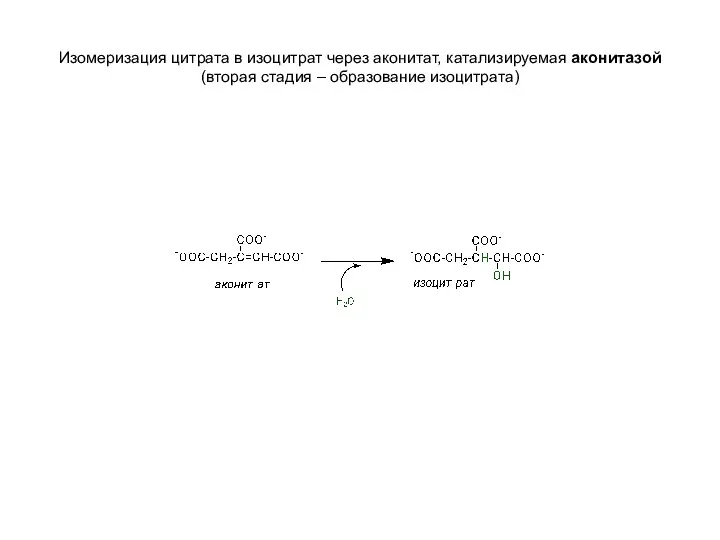 Изомеризация цитрата в изоцитрат через аконитат, катализируемая аконитазой (вторая стадия – образование изоцитрата)
