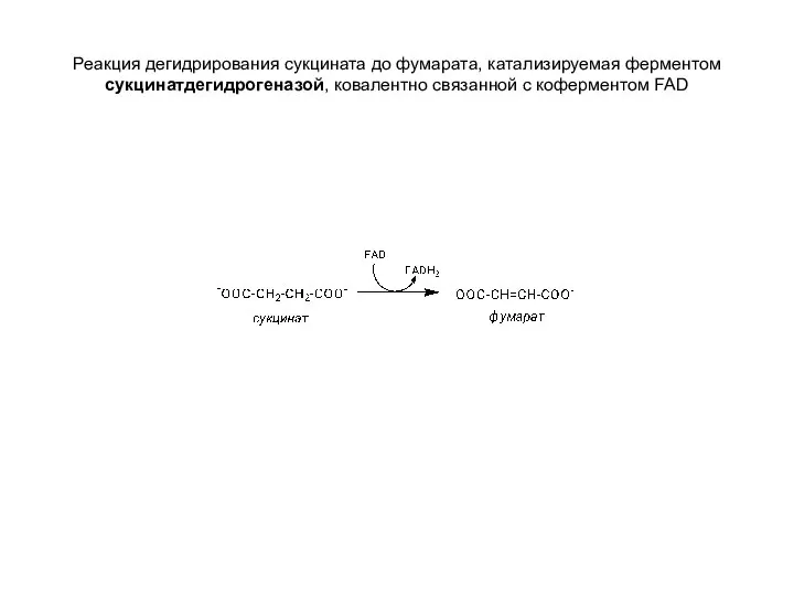 Реакция дегидрирования сукцината до фумарата, катализируемая ферментом сукцинатдегидрогеназой, ковалентно связанной с коферментом FAD