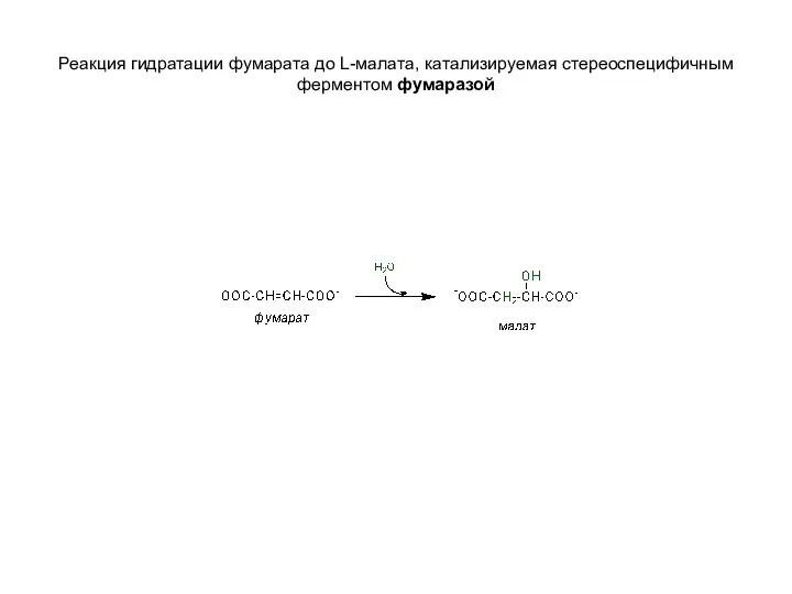 Реакция гидратации фумарата до L-малата, катализируемая стереоспецифичным ферментом фумаразой