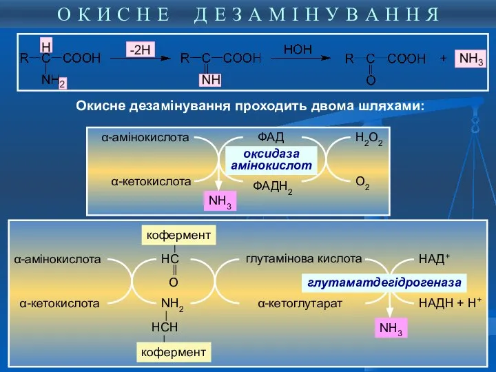 α-амінокислота α-кетокислота ФАД ФАДН2 оксидаза амінокислот Н2О2 О2 NH3 НС О