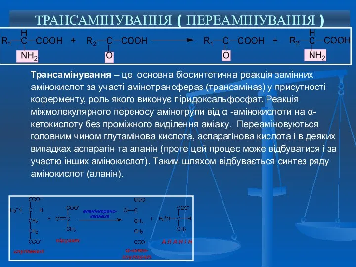 ТРАНСАМІНУВАННЯ ( ПЕРЕАМІНУВАННЯ ) Трансамінування – це основна біосинтетична реакція замінних