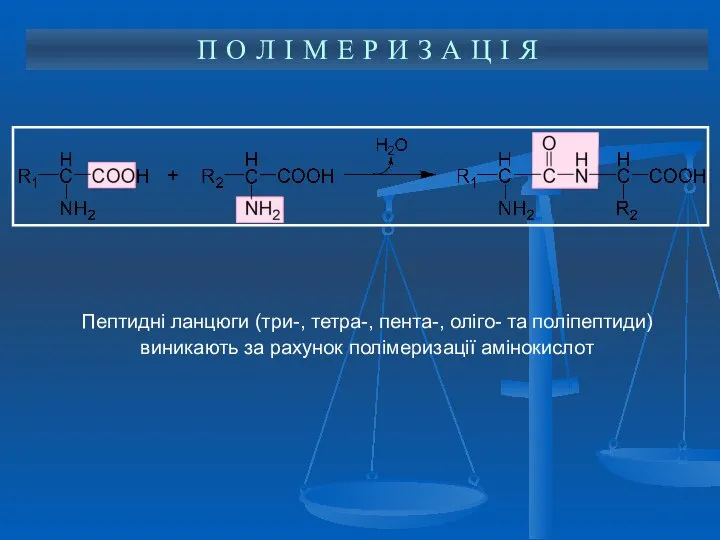 Пептидні ланцюги (три-, тетра-, пента-, оліго- та поліпептиди) виникають за рахунок полімеризації амінокислот