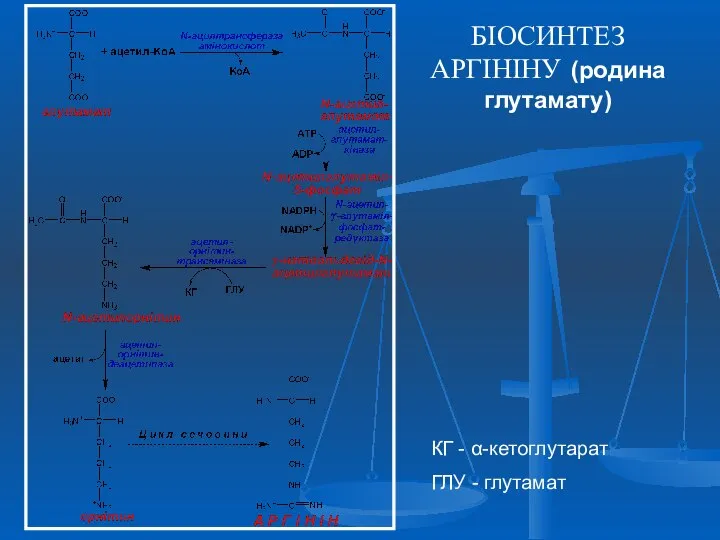 БІОСИНТЕЗ АРГІНІНУ (родина глутамату) КГ - α-кетоглутарат ГЛУ - глутамат