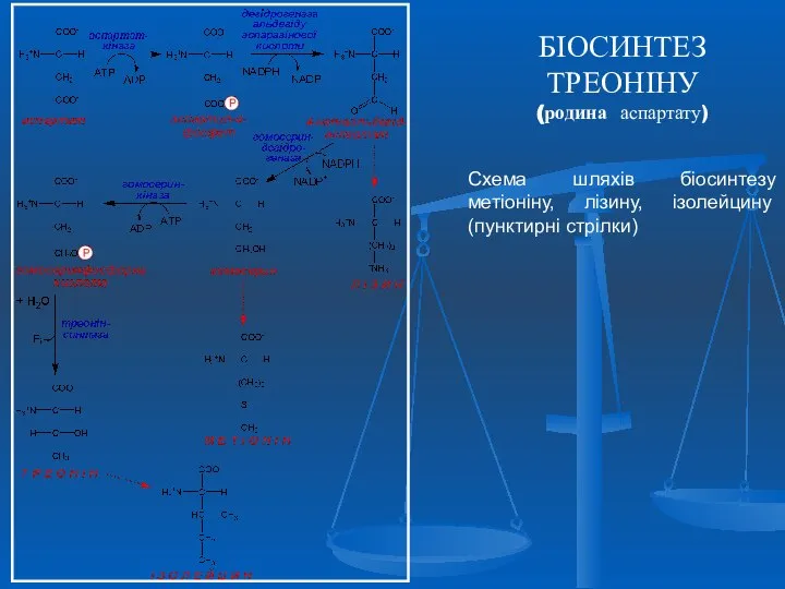 БІОСИНТЕЗ ТРЕОНІНУ (родина аспартату) Схема шляхів біосинтезу метіоніну, лізину, ізолейцину (пунктирні стрілки)