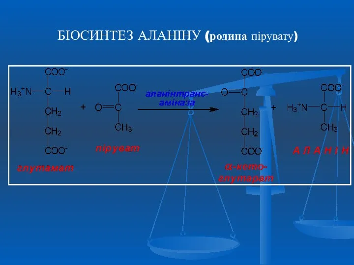 БІОСИНТЕЗ АЛАНІНУ (родина пірувату)