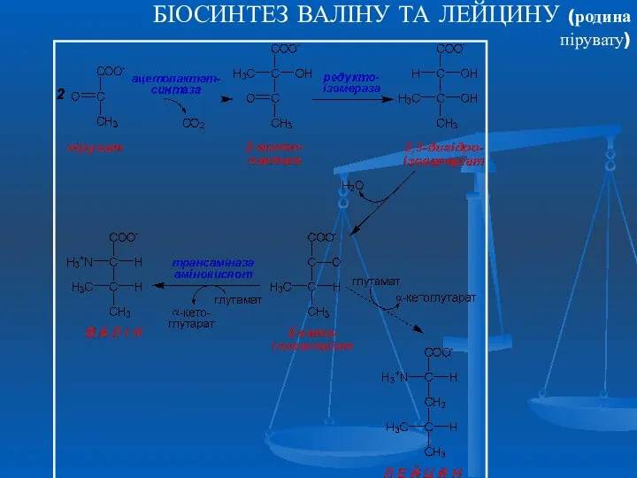 БІОСИНТЕЗ ВАЛІНУ ТА ЛЕЙЦИНУ (родина пірувату)