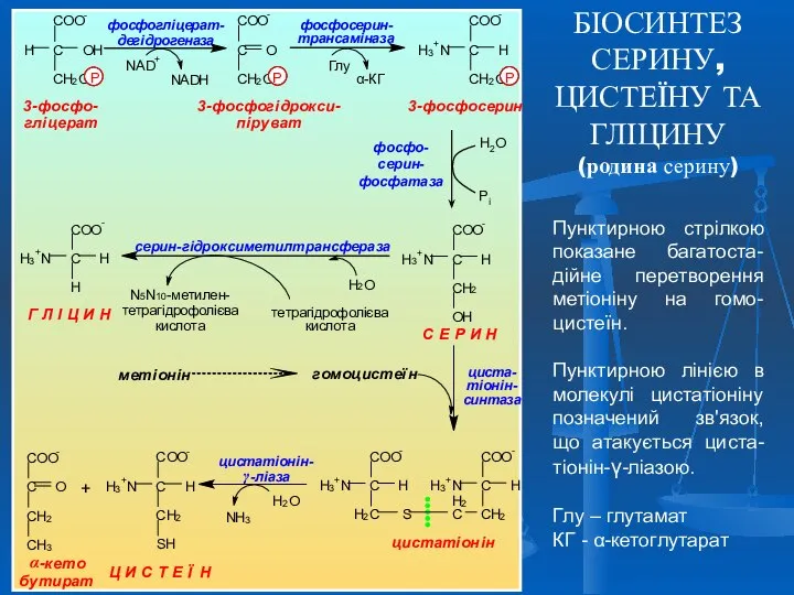 БІОСИНТЕЗ СЕРИНУ, ЦИСТЕЇНУ ТА ГЛІЦИНУ (родина серину) Пунктирною стрілкою показане багатоста-дійне