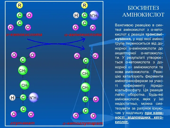 БІОСИНТЕЗ АМІНОКИСЛОТ Важливою реакцією в син-тезі амінокислот з α-кето-кислот є реакція